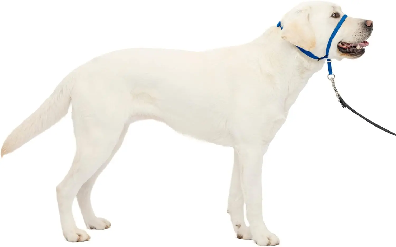 Gentle Leader Kopfstütze Anti-Zug-Hundehalsband verbessert Spaziergänge, robuste Nylon-Konstruktion, gepolsterte Nasenschlaufe, verstellbare Passform – Detail 8