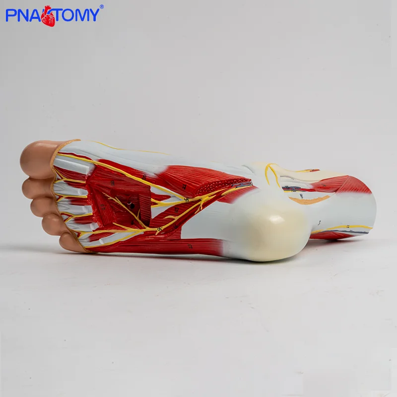3-part Human Foot and Lower Leg Muscle Layer Anatomical Model Foot Anatomical Model