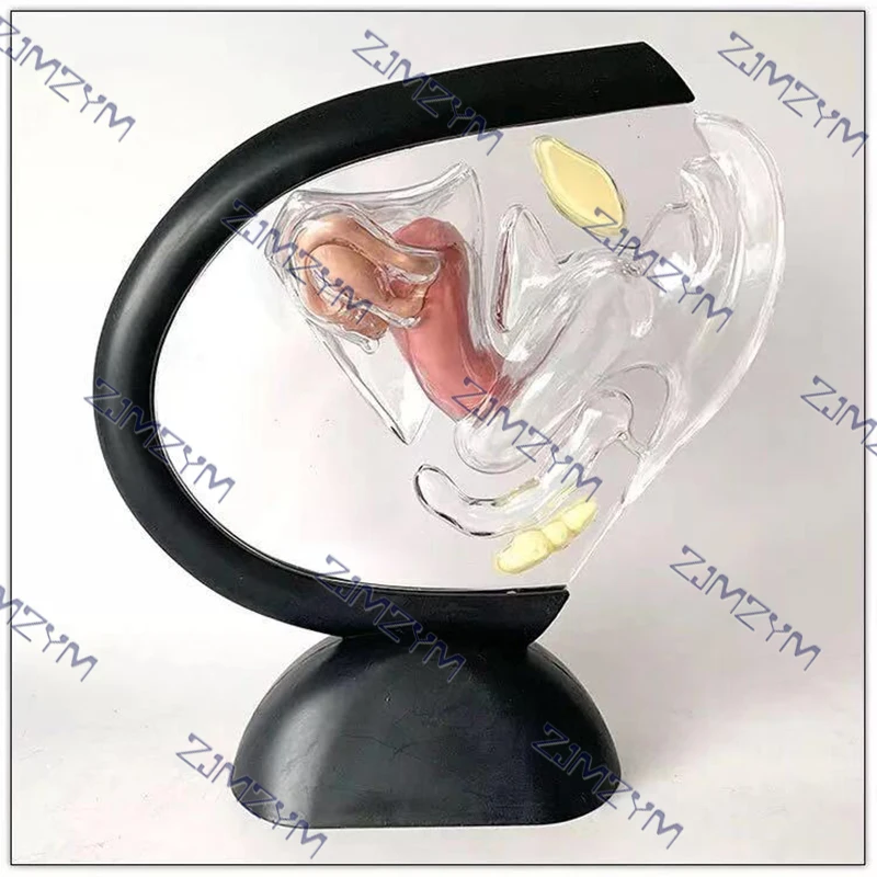 Female Reproductive System Model Transparent Uterus Model Female Anatomical Model For Medical Teaching Presentations