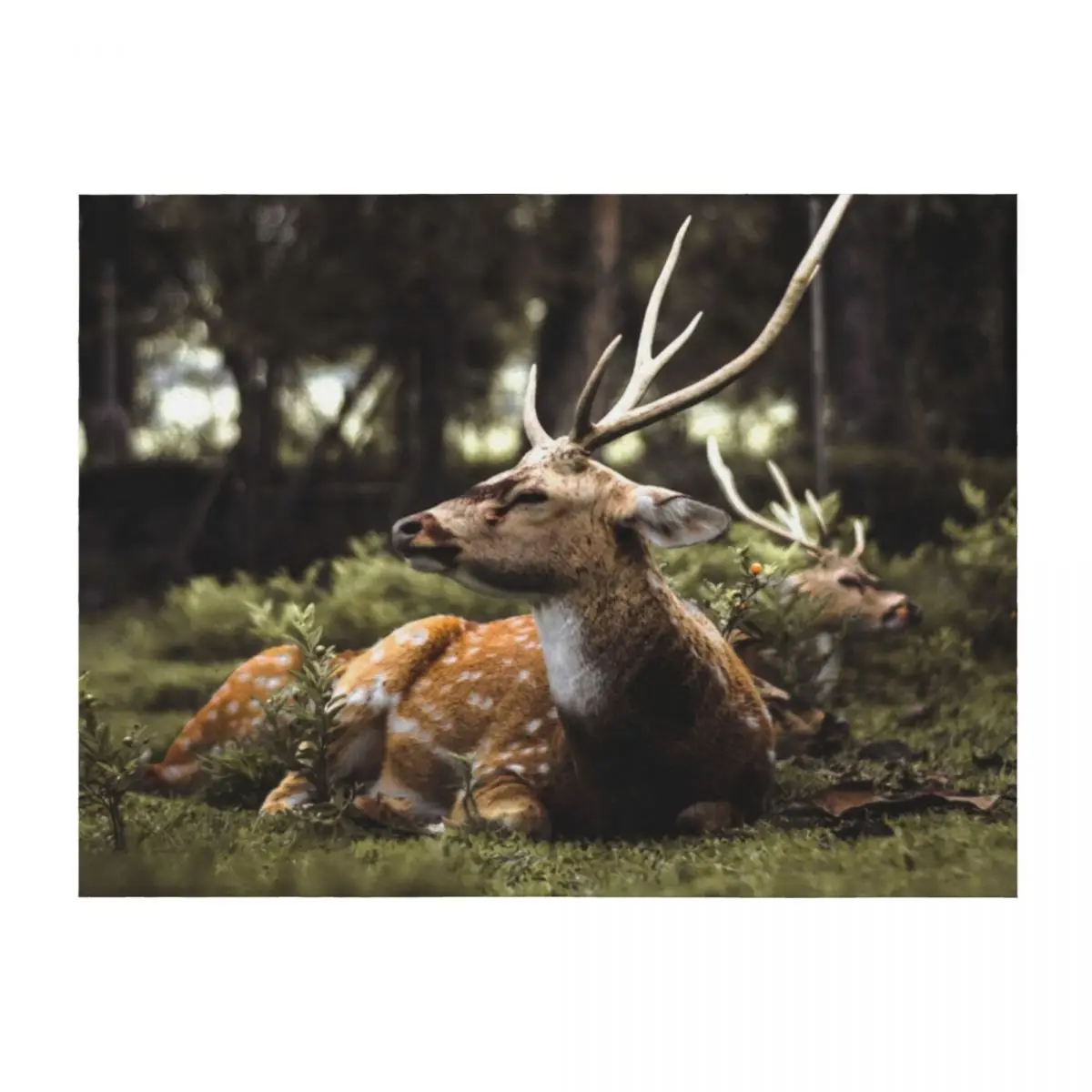 

deer in the forest Throw Blanket Tourist Designers Cute Heavy Blankets