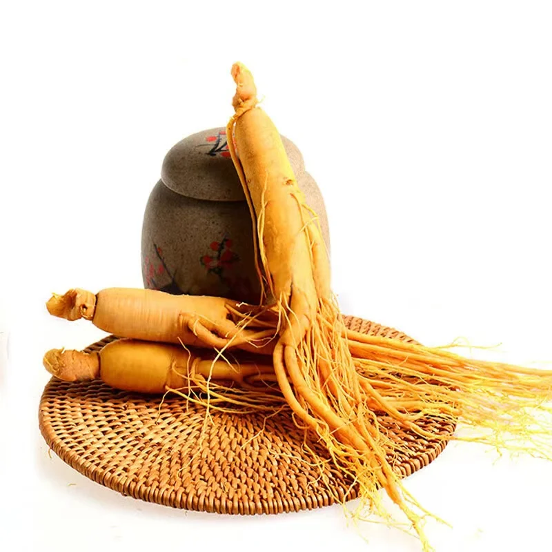 Alta qualidade Changbai Mountain Understory Mountain Ginseng Simulação Modelo de Ginseng Ornamento para Casa