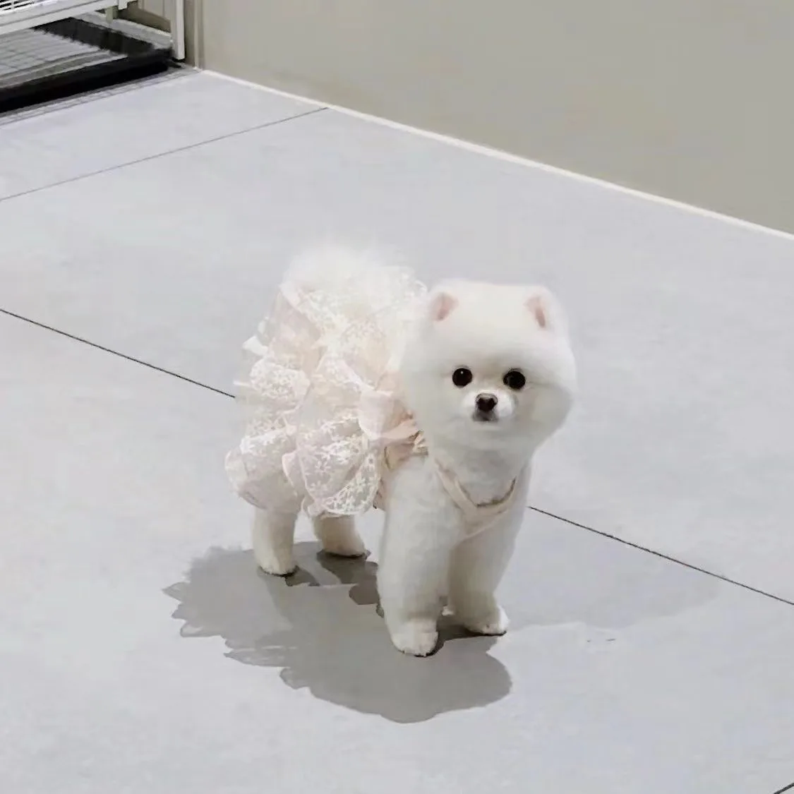 Summer Dog Dress Thin Cat Princess Skirt Small and Medium sized Dog Beautiful Clothes Teddy Cherry Blossoms Strap