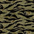 Tiger stripe