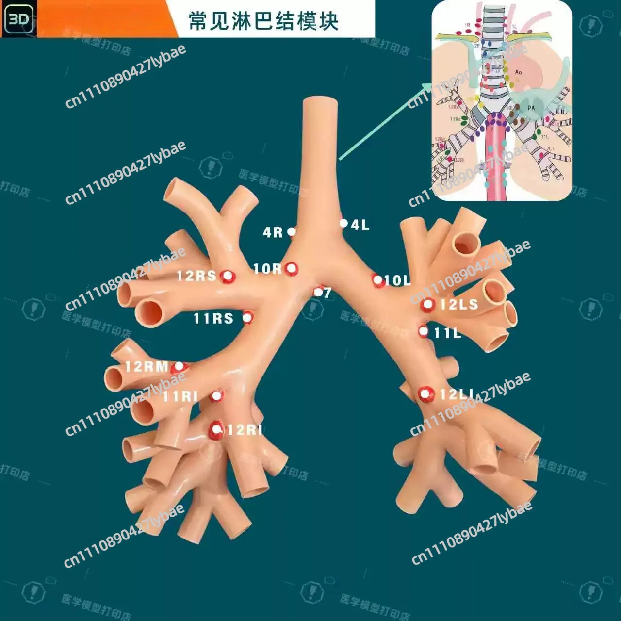 Bronchoscopy Training Model Set with Lymph Node and Bronchial Simulation