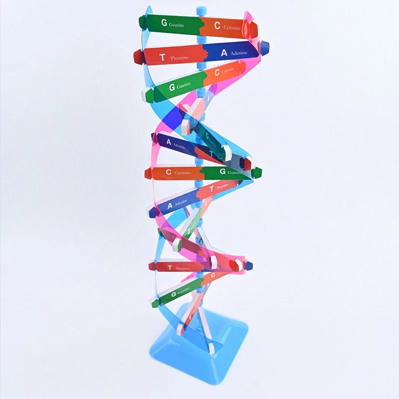 

Модель человека ДНК, двойная спираль, сделай сам, человеческие гены, инструменты для обучения биологической науки, 3D структура ДНК, головоломка, самостоятельная сборка Жена днк