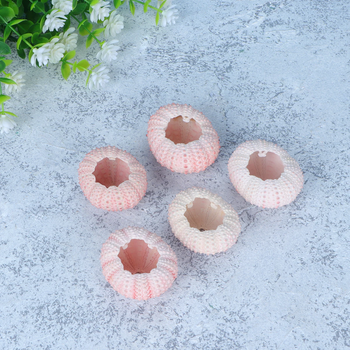 

6Pcs 3 4cm Natural Sea Urchin Shells Air Plant Pots Special Shape Fantastic Color DIY Craft Balcony Windowsill Decor
