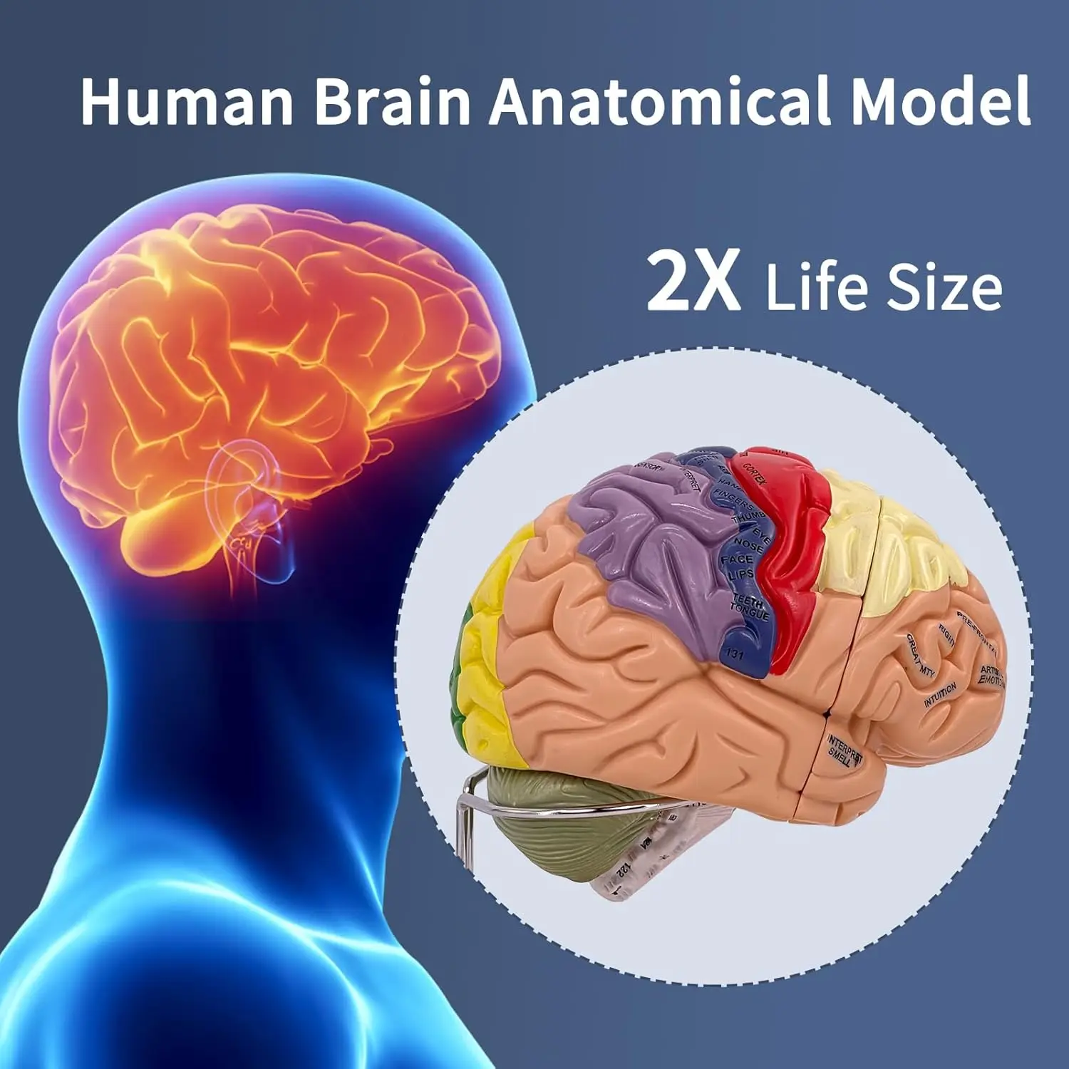 2 Times Life Size Brain Anatomy Model 4 Parts Brain Functions Neuroscience Learning Display Medical Model