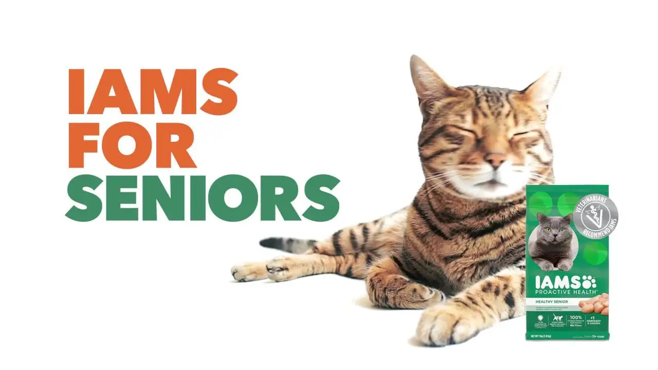 Iams Proactive Health Chicken Dry Cat Food للقطط الصغيرة، كيس 7 رطل