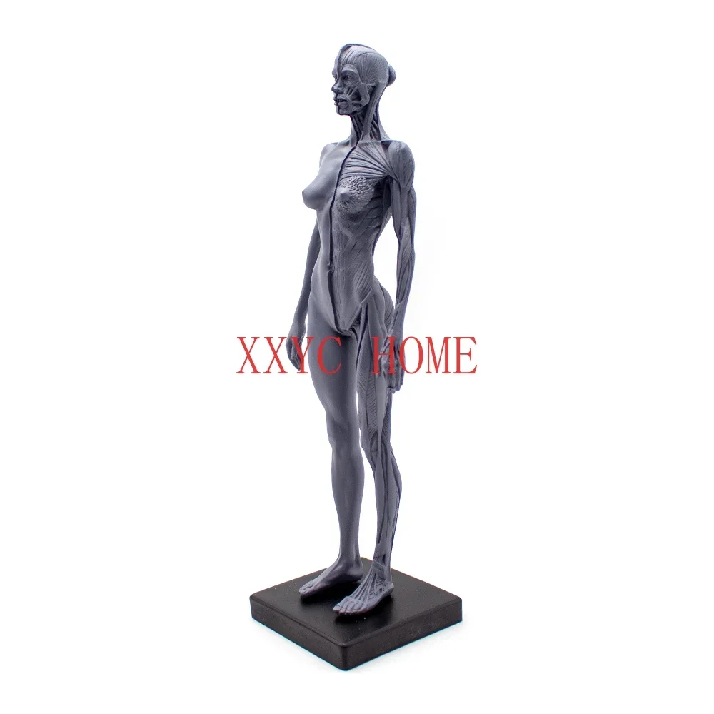 Skull Blood Sculpture Head Body Model Muscle Bone Model Male And Female 1:6 Human Body Height 30CM