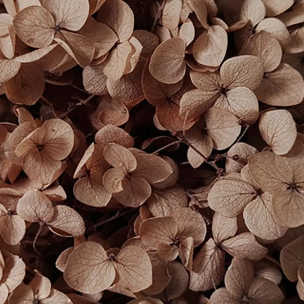 Thumbnail 3 - #23 Trending Dried Flowers Right Now