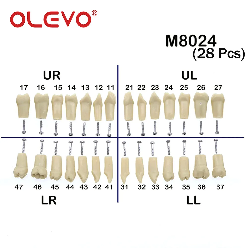 OLEVO 28/32 Stück Dental-Ersatzschraubzähne Typodont-Modell passend für Kilgore NISSIN 200/500 Typ abnehmbares Zahnmedizin-Training – Detail 6
