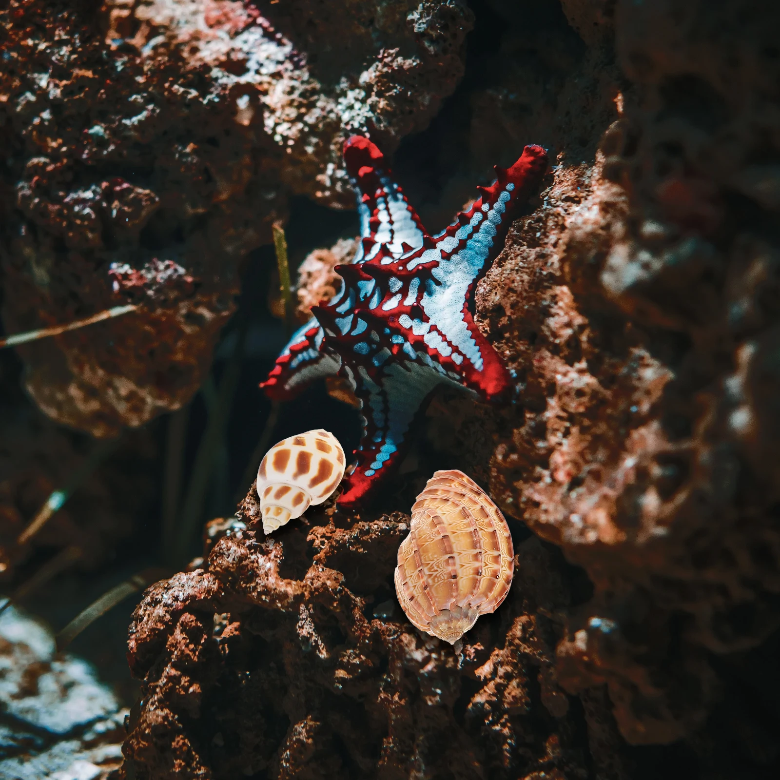 

12Pcs Natural Seashell Conch Decoration Unique Fish Tank Ornament Aquarium Landscaping Adornment Freshwater Saltwater Safe