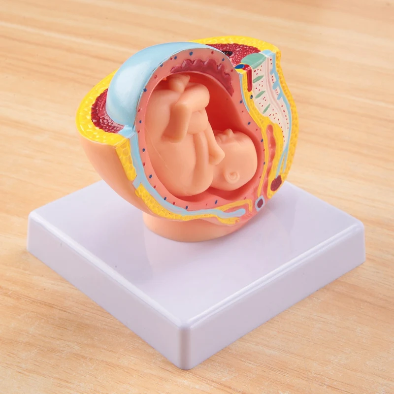 Human Pregnancy Fetal Development 9Th Month Embryonic Pelvic Model Fetus Foetus Pregnancy Anatomy Of The Placenta Model