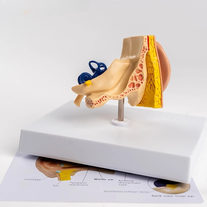 

Ear structure model External middle inner ear Auditory teaching model