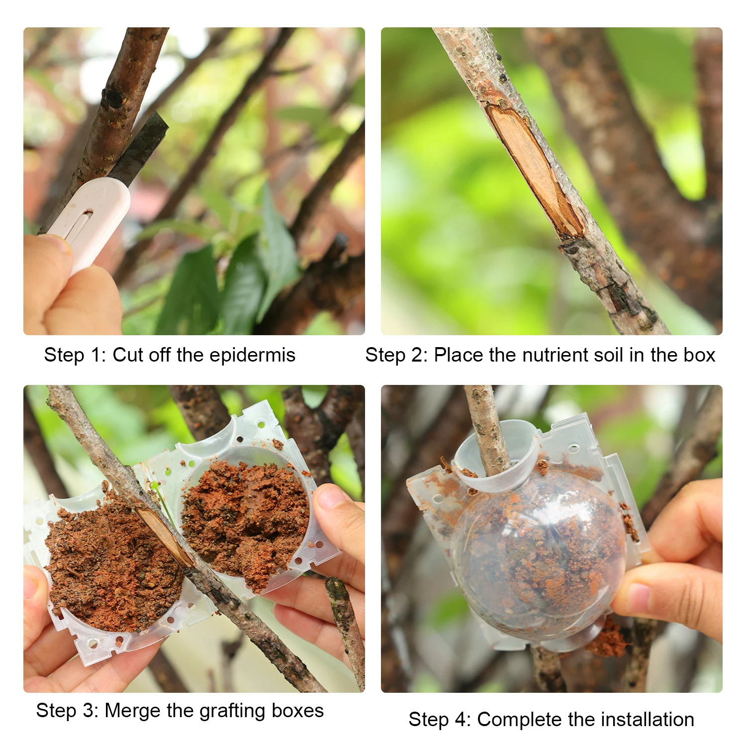 10-100PCS Anlage Verwurzelung Ball Pfropfen Verwurzelung Box Zucht Fall Hochdruck Anlage Wurzel Wachsen Box Für Garten pflanzen Versorgung – Detail 1
