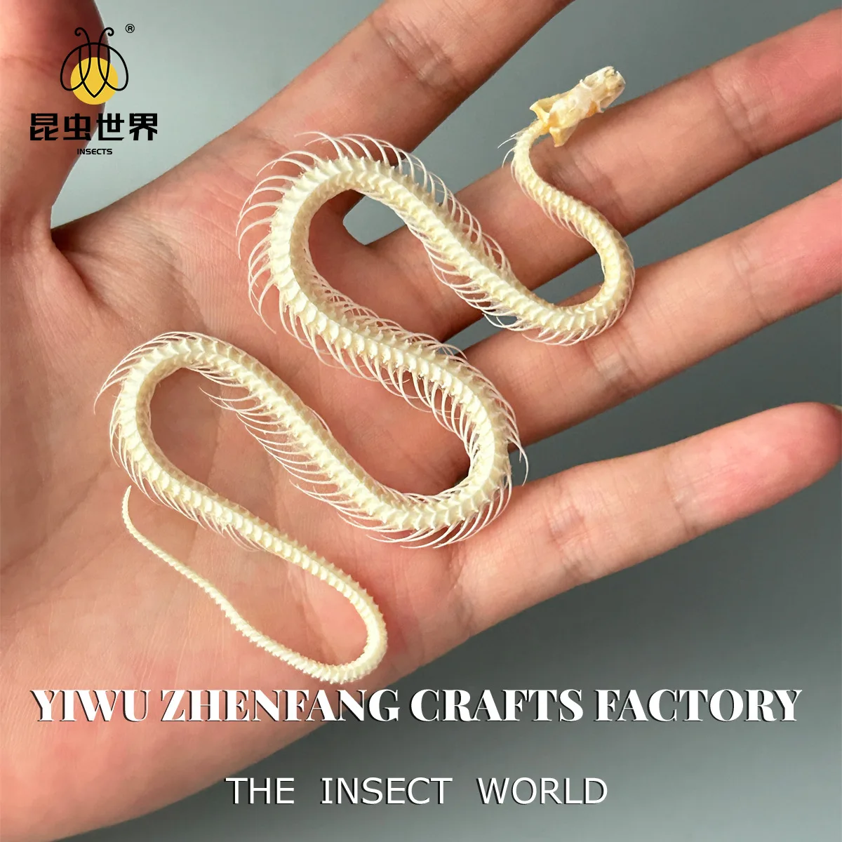 skull snake,Authentic Snake Skeleton: A Unique and Educational Decorative Item