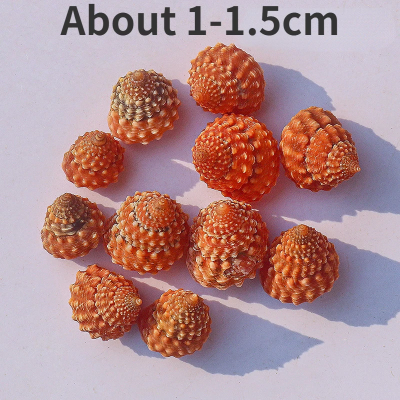 

Natural Shell, Conch, Tower, Conch Specimen, Conch, Hermit Crab, Replacing Shell, Fish Tank, Aquascaping, Micro Landscape