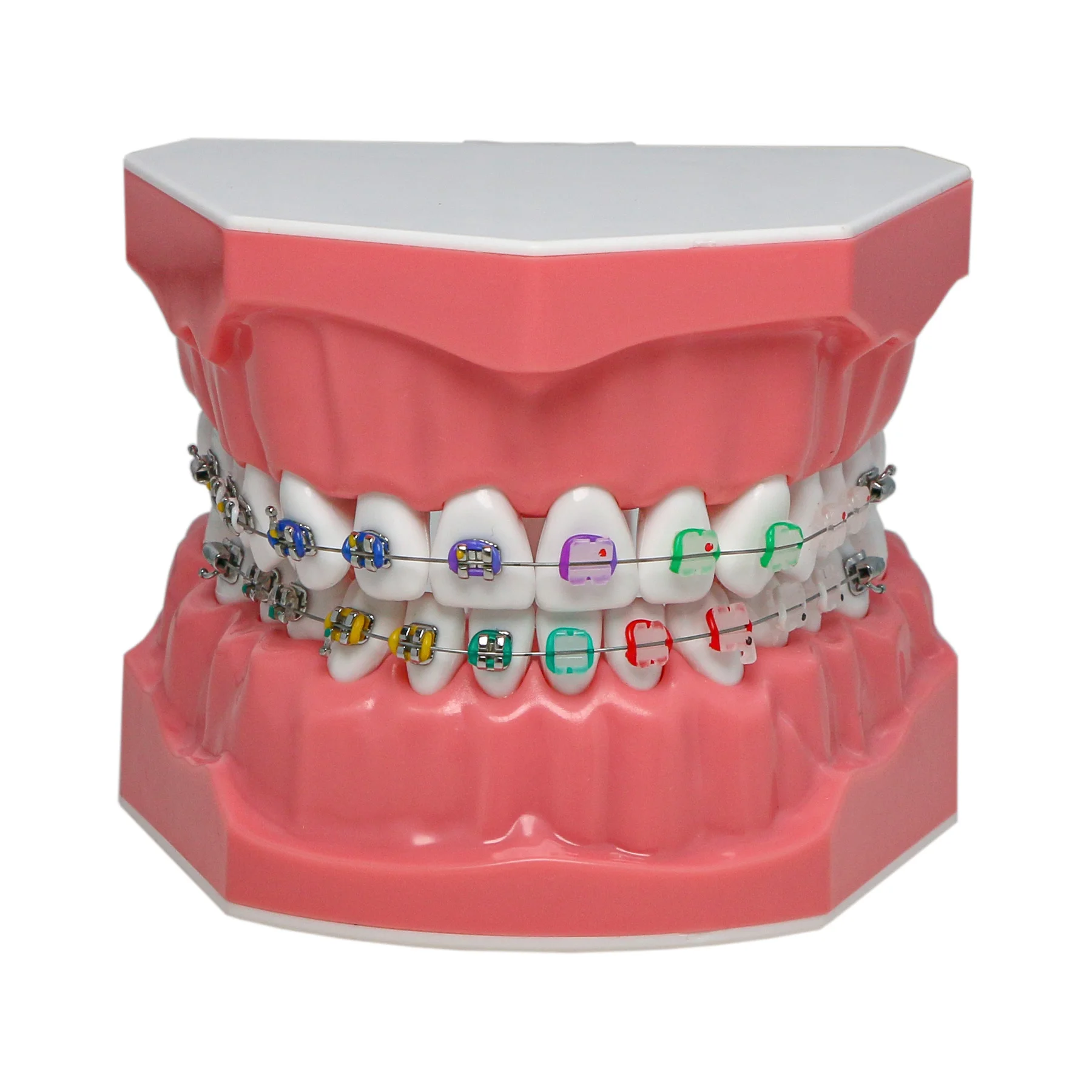 

Dental teeth model Orthodontic demonstration Denture Children brushing teeth Dental supplies Teaching Learning Standard size