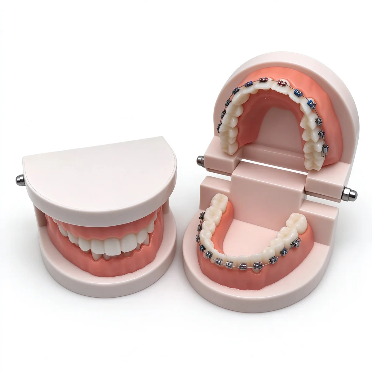 Dental Standard Model 28 Tooth Dentistry Plastic Teeth Model For Dentist Students Kids Studying Education Display