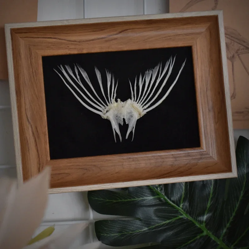 2006 Framed Fish Tail Bone Art Marine Biology Display Oceanic Resin Skeletal Sculpture Victorian Cabinet Curio Anatomy Decor