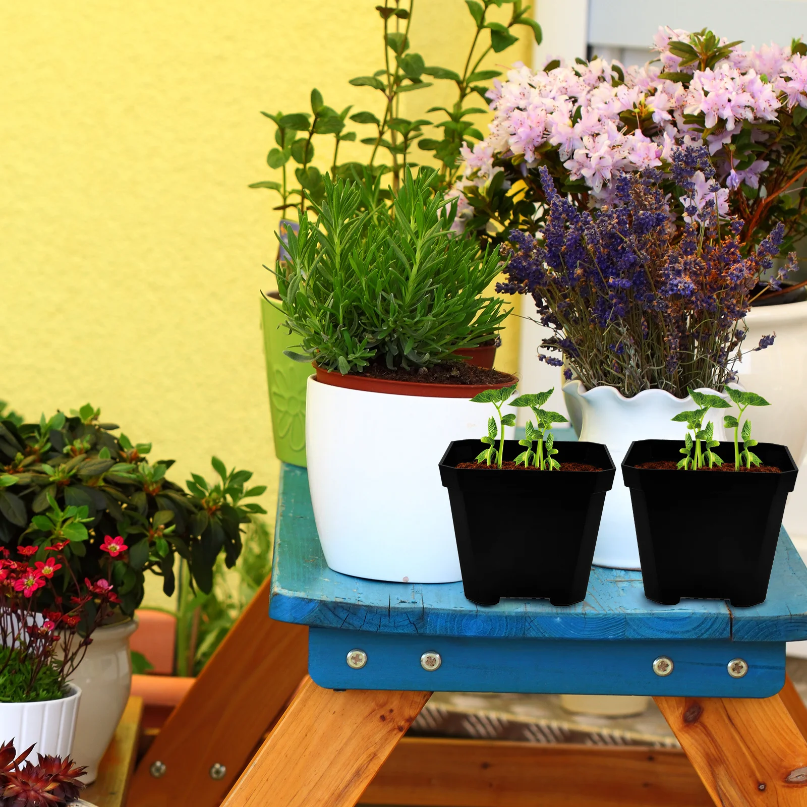 

5Sets Thick Plastic Nursery Pots Clear Succulent Gardening Pots for Home Garden Flower Planting Nursery Planter