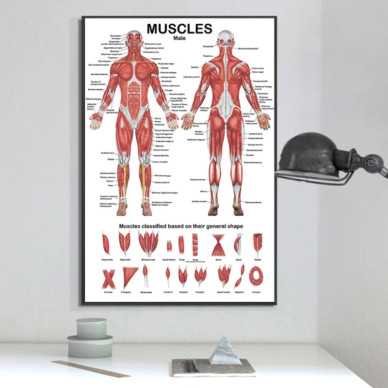 Professionelles anatomisches Diagramm des menschlichen Muskelsystems, Poster zur menschlichen Muskelanatomie für Bildungsvorlesung, 19,69'' x 27,56''