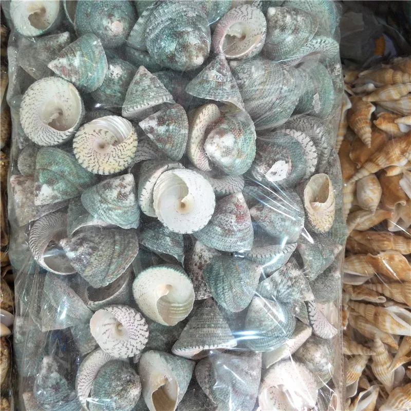 Natural Green Turban Shells (Turbo Pica), 500g Per Pack, Ideal for Home Aquarium, Wedding Decorations & Scaping