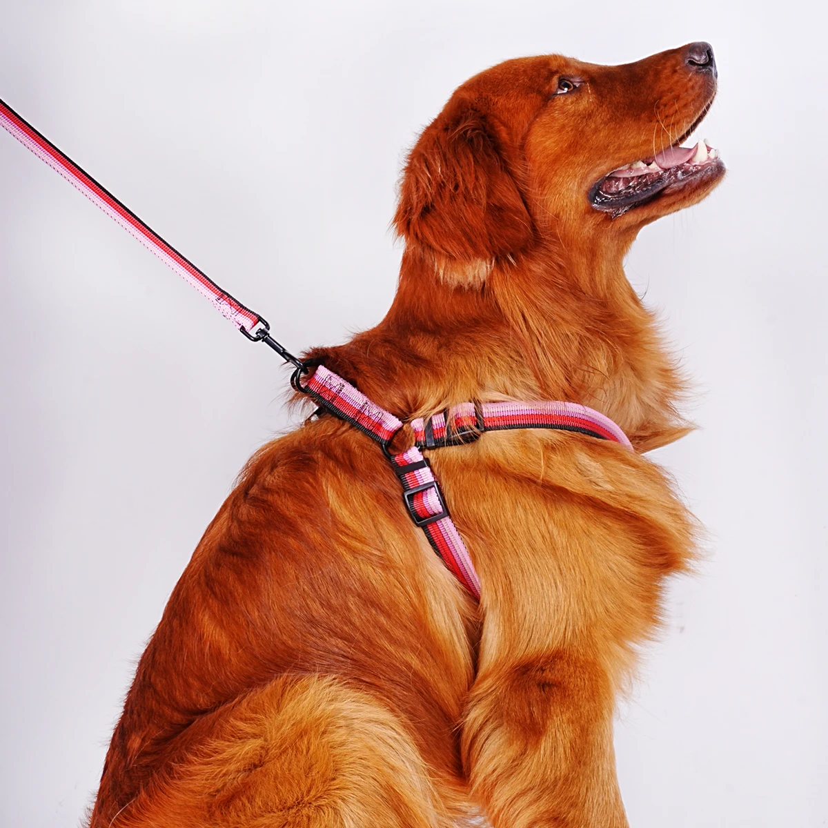 1pcs pet chest back set color gradient dog chest back out walking dog leash for indoor and outdoor use