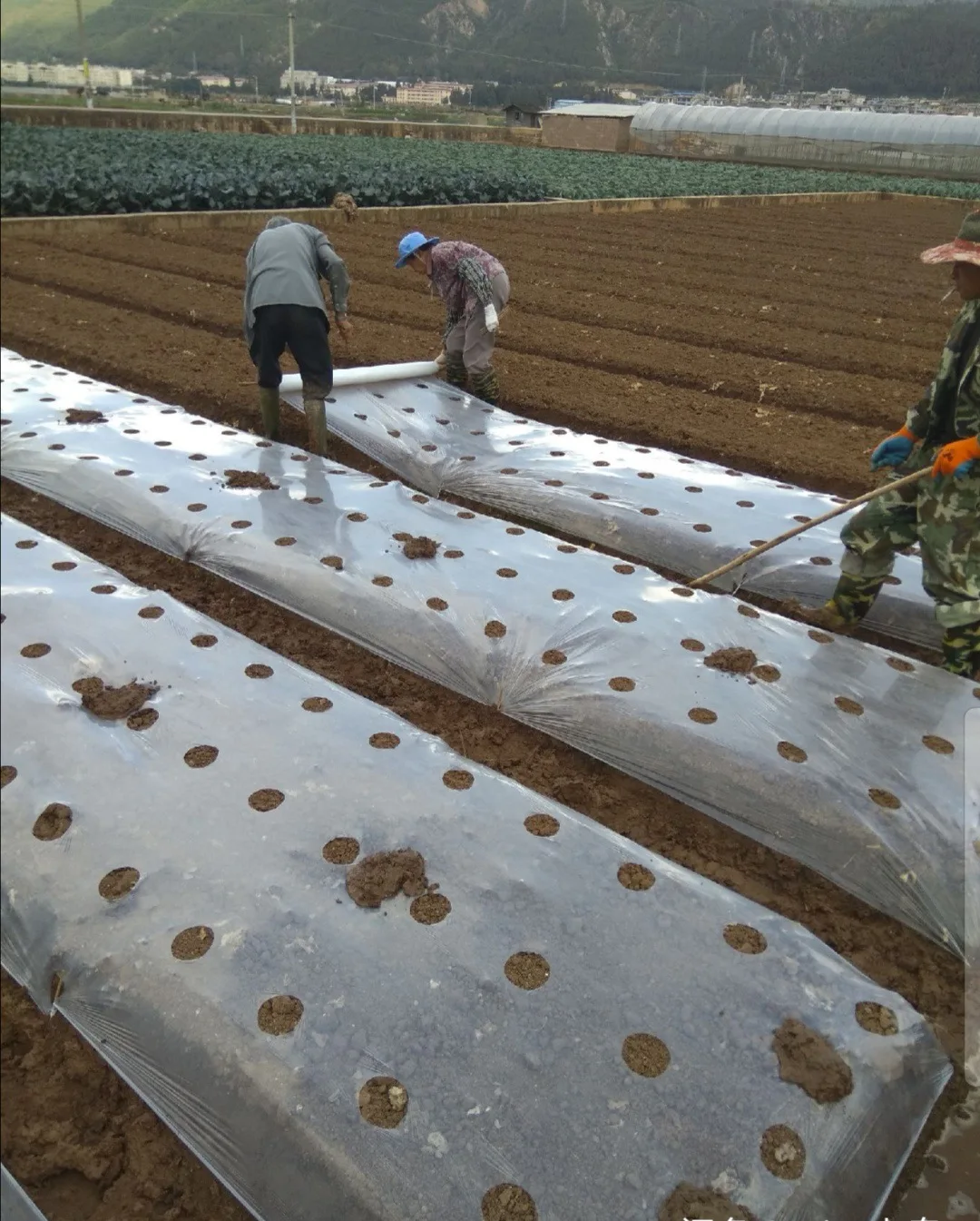 2025 Landwirtschaftliche Folie, 100 % reines Material, LLDPE, Anti-UV-Mulchfolie für die Landwirtschaft