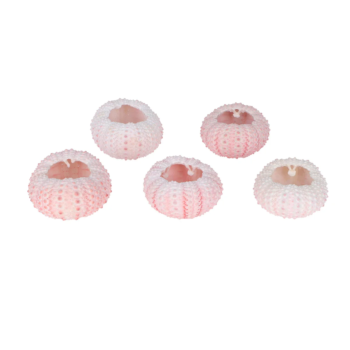

5Pcs Natural Sea Urchin Shells Above 4Cm Tillandsia Air Plant Containers DIY Planting Pots for Succulents Sea Urchin Shells