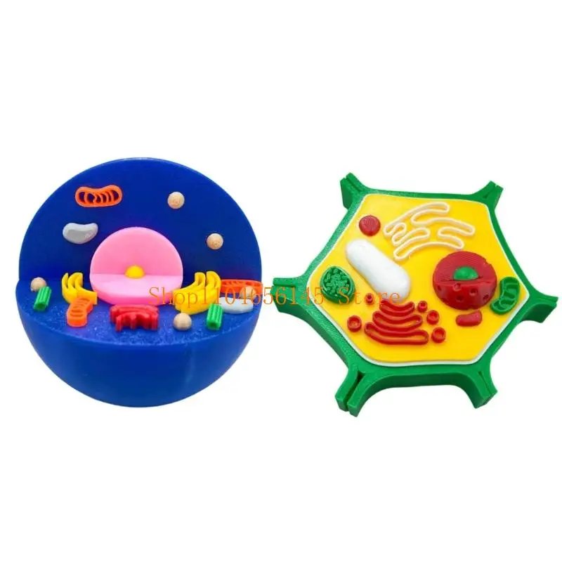 5asd Anatomical Animal and Plant Cell Comparison Model For Classroom Lab Education