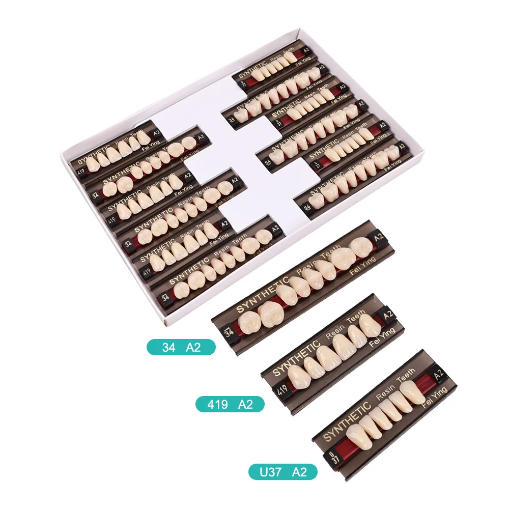 Thumbnail 3 - #11 Best Dental Teaching Models to Buy In 2026