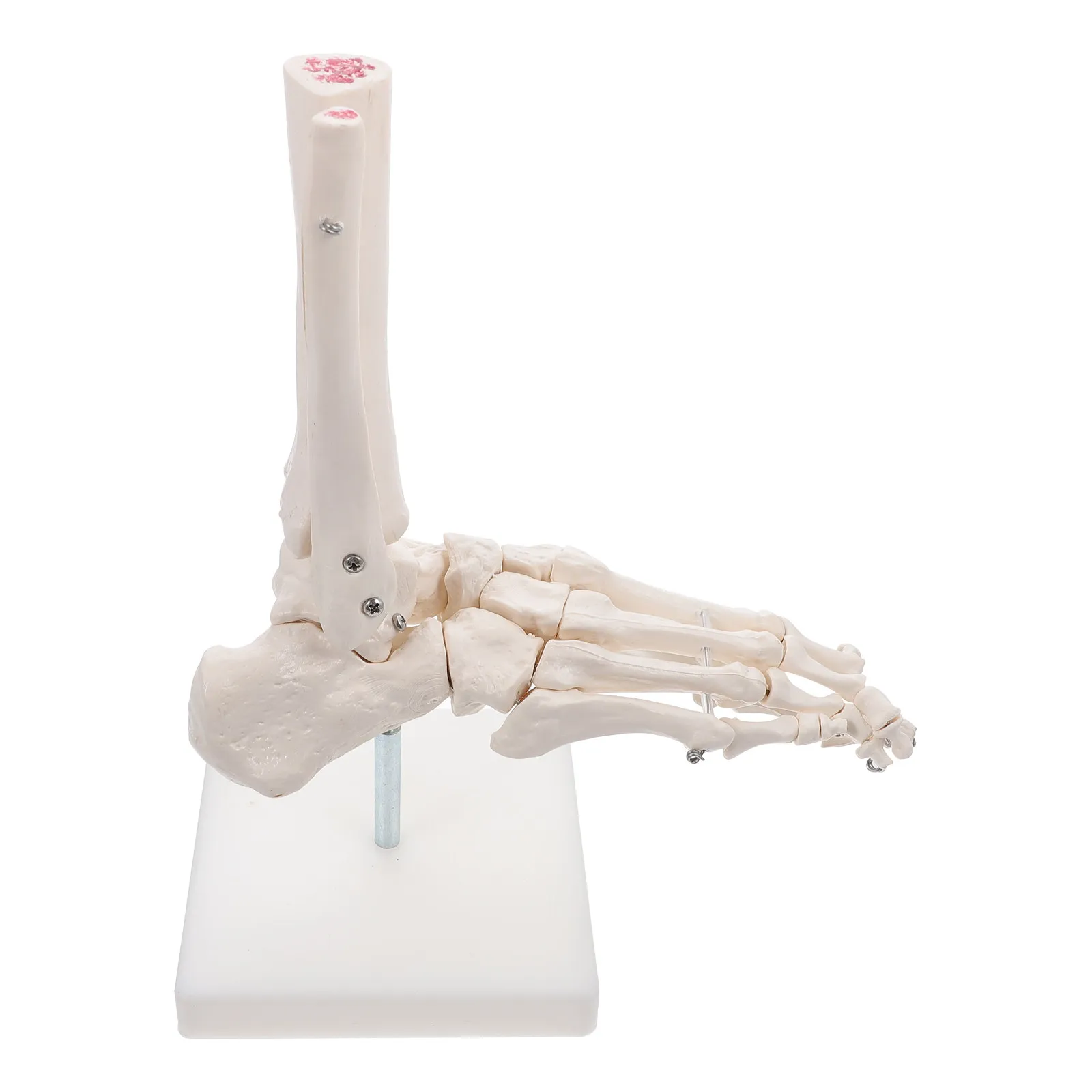 Plastic For Art Student PVC Human Joint Bone Teaching Visual Aid