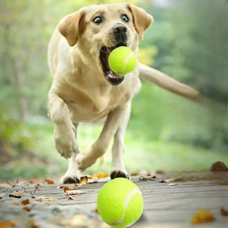 Thumbnail 2 - #62 Trending Dog Balls Right Now