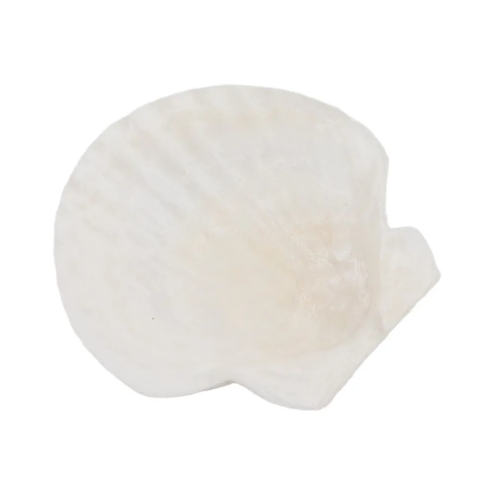 DIY Beach Themed Decorations Natural Scallop Shells Creative DIY Projects Natural And Safe Shells Unique Crafting Designs