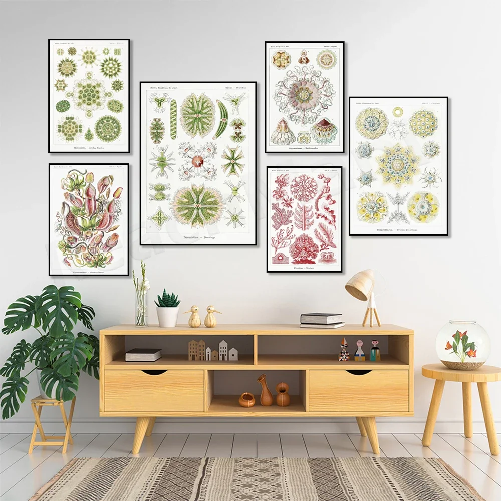 Ernst Haeckel Prints, Ernst Haeckel Scientific Illustrations, Anemone Posters, Sea Life Shells, Educational Charts, Beach Art