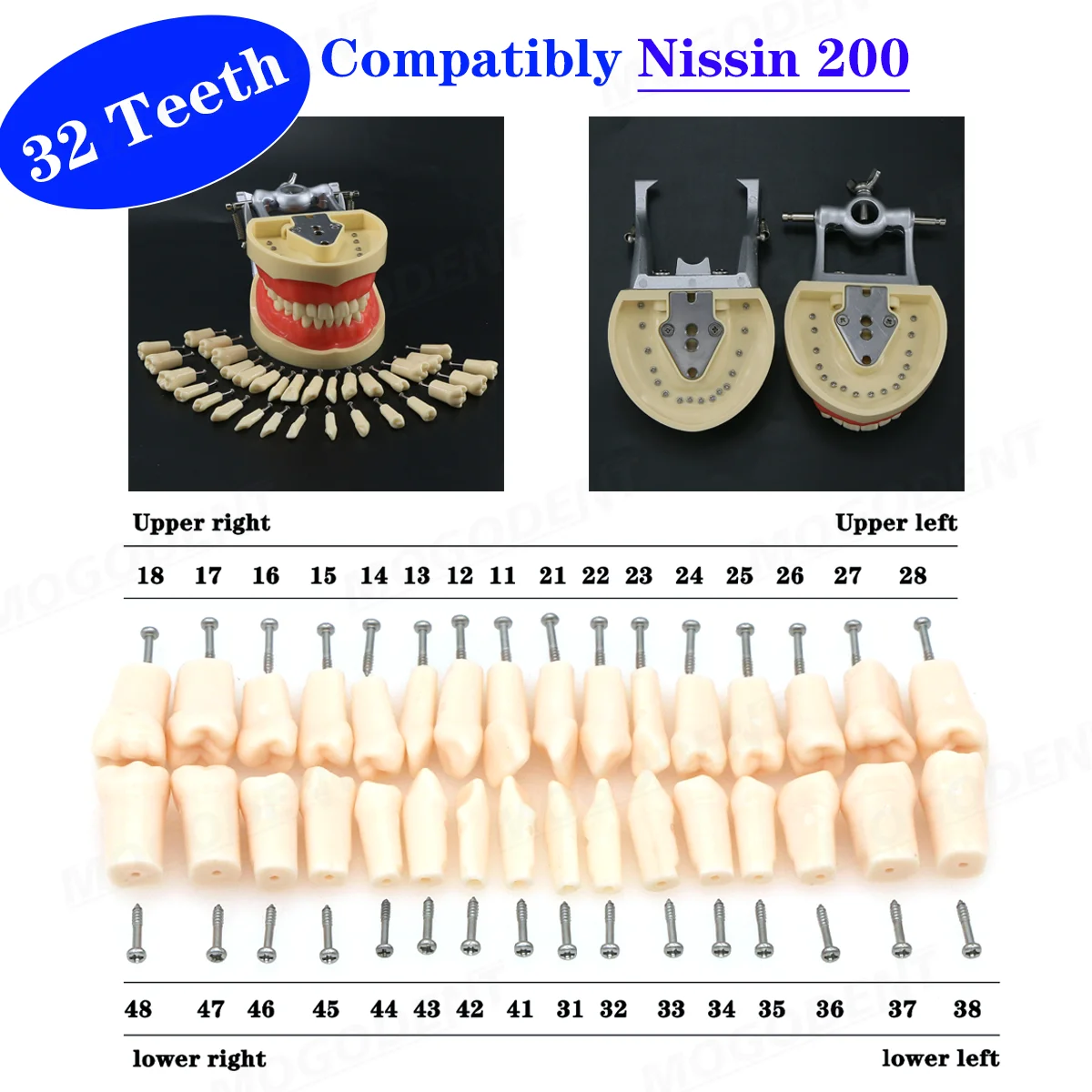 Kilgore Nissin 200 Type Dental Typodont Model Dental Teaching Model 32 Screw-In Teeth For Studying Training Practice Teaching