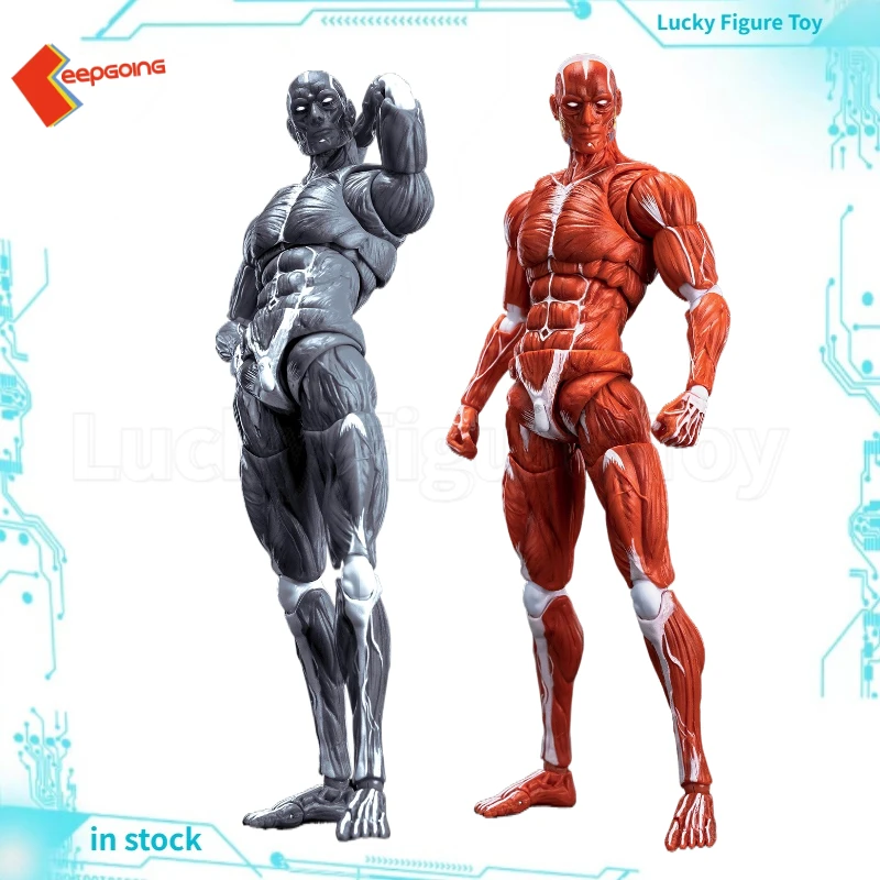 

【Original】KEEPGOING Human Muscle Model 1/12 Scale Action Figure Model Toy