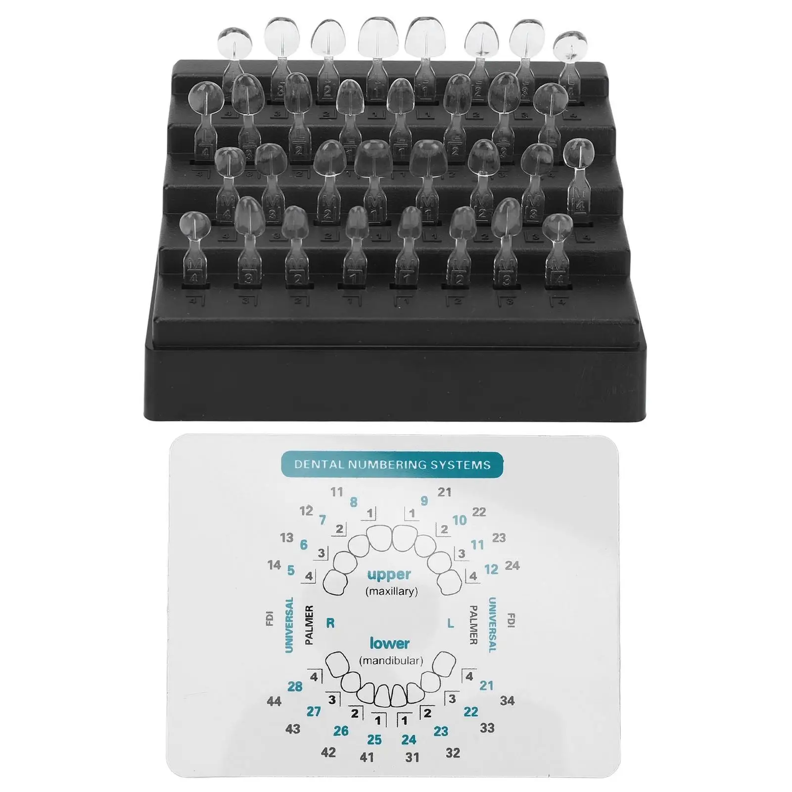

32pcs Dental Veneers Mold Set Various Shapes Heat Resistant Composite Resin Tool for Front Back Teeth Restoration