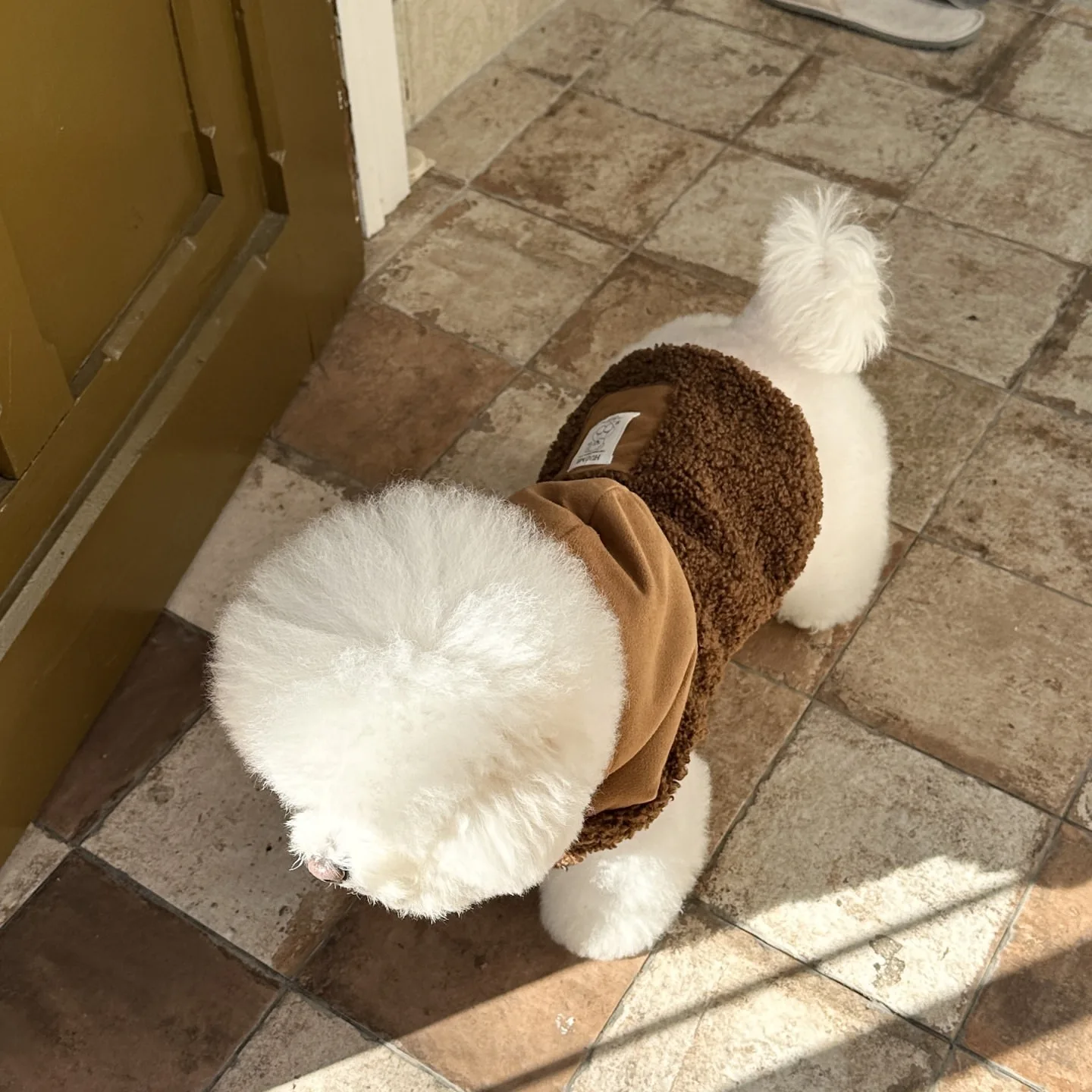 Warm Teddy Hoodie Winter Clothes for Small Medium Dogs Bichon Frise Thick Pullover Maltese Solid Color Clothes