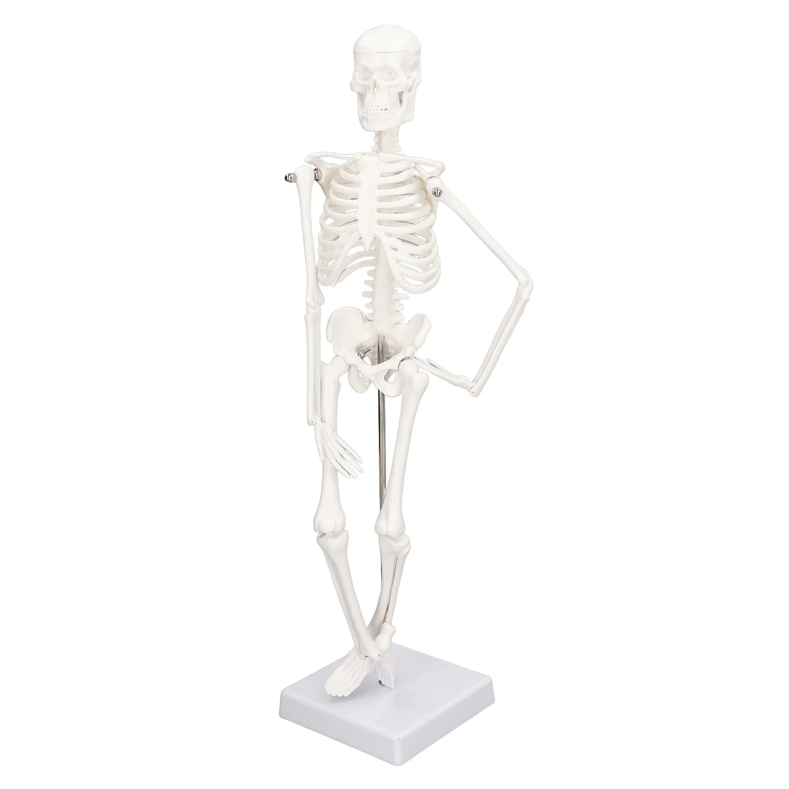 

45cm Mini Skeleton Model PVC Human Body Bone Structure With Movable Arms Legs And Stand For Halloween Home Decoration