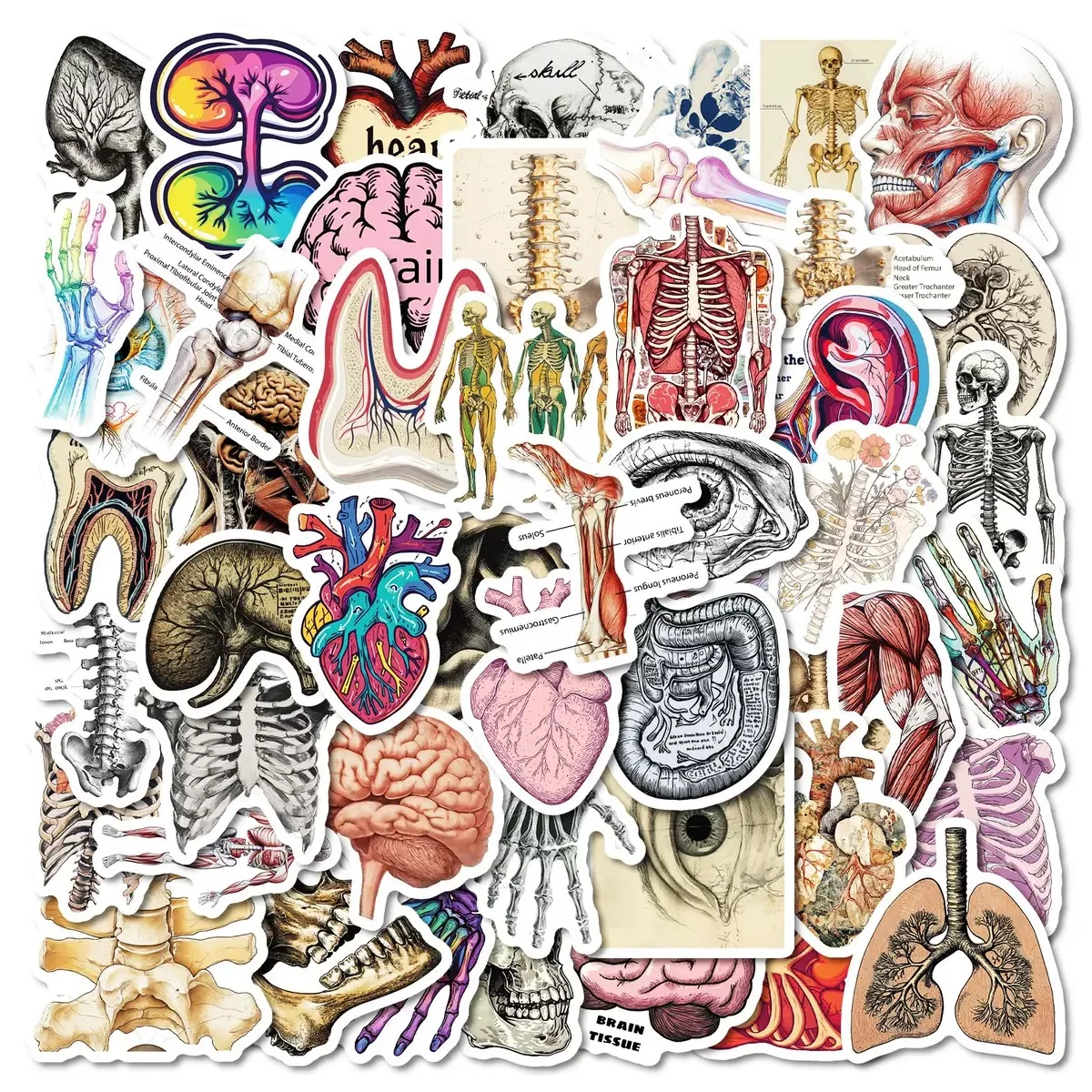 

10/50Pcs Cool Human Organ Medical Anatomy Stickers Decals Kids Toys Decorative Water Bottle Laptop Phone PVC Waterproof Sticker