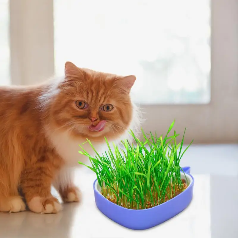 Cat Grass Tray Whale Shape Cat Grass Planter Layered Design Soillness Hydroponic Sprout Tray Hollow Planting Box For Cats