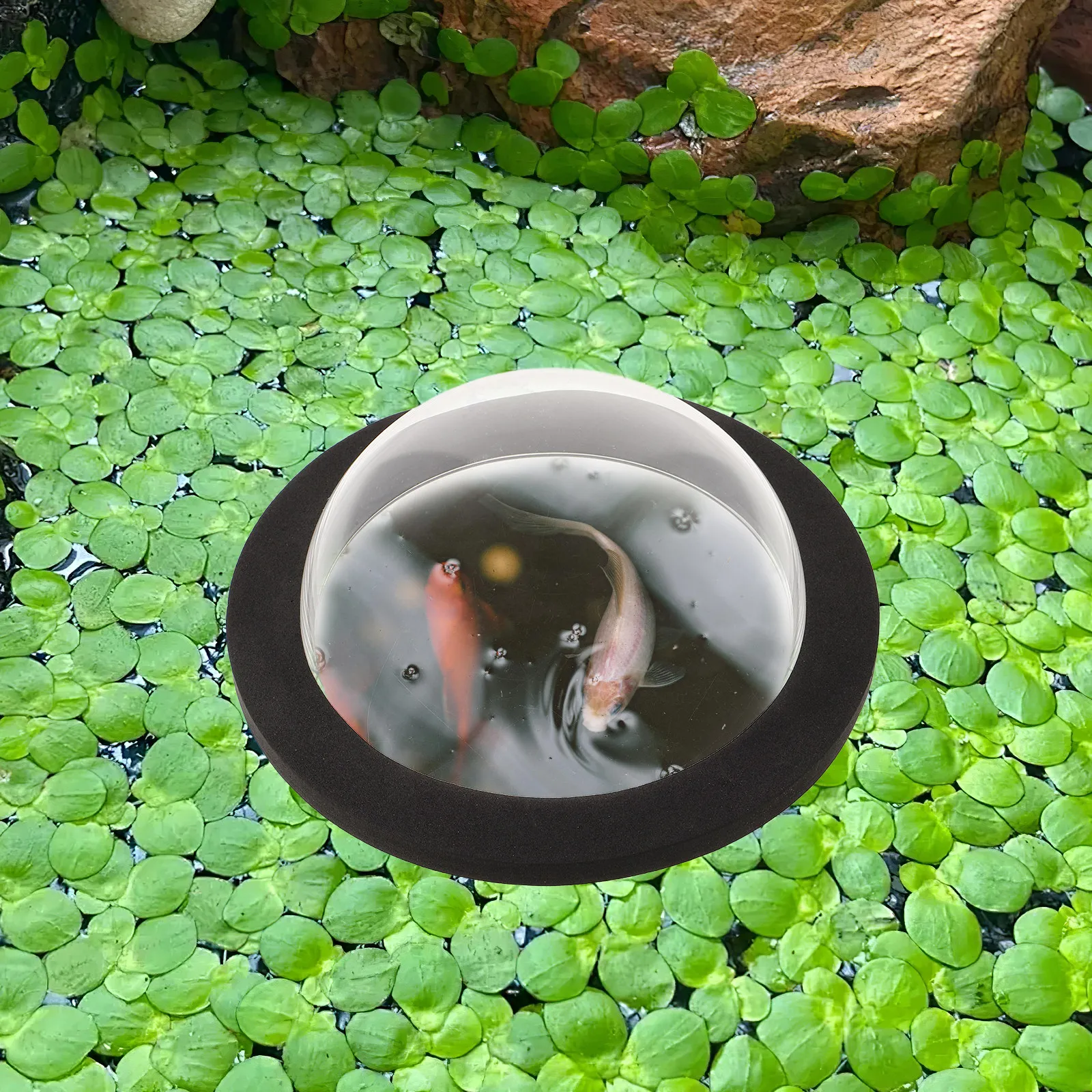 Plastic Floating Pond Fish Dom - огляд і ціна Plastic Dome Clear