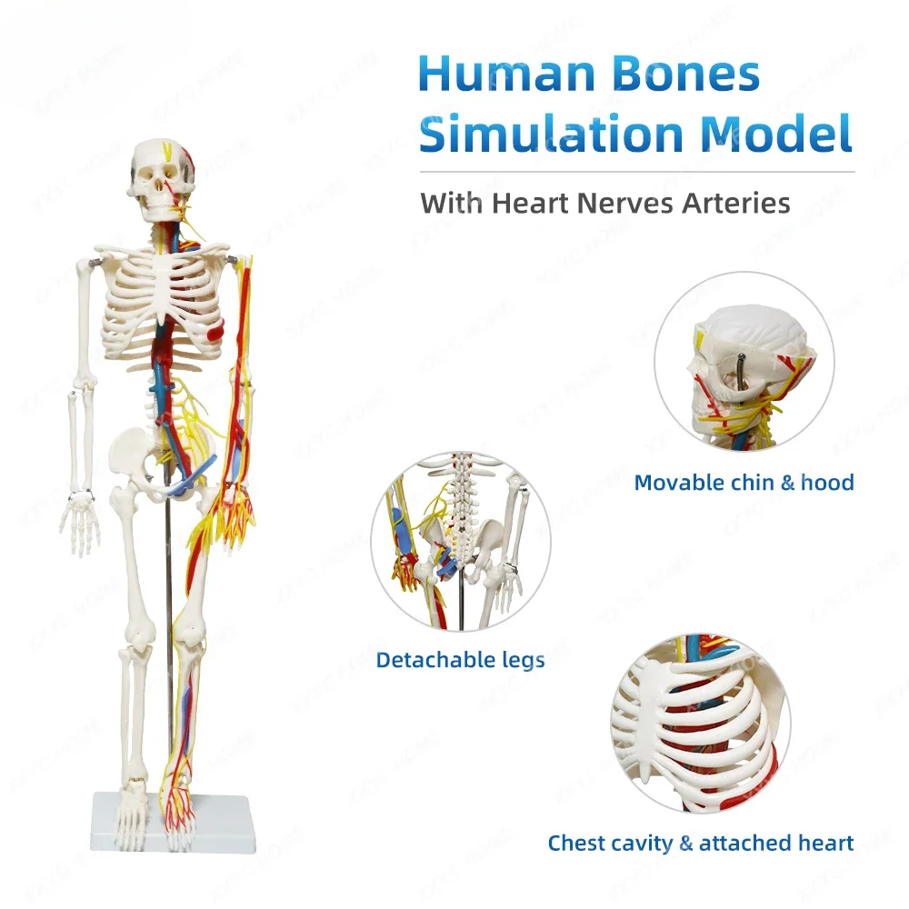 FRT013 Human Skeleton 85cm with Artery and Vein on One Side Body Intercostal Muscles and Heart Anatomical Model