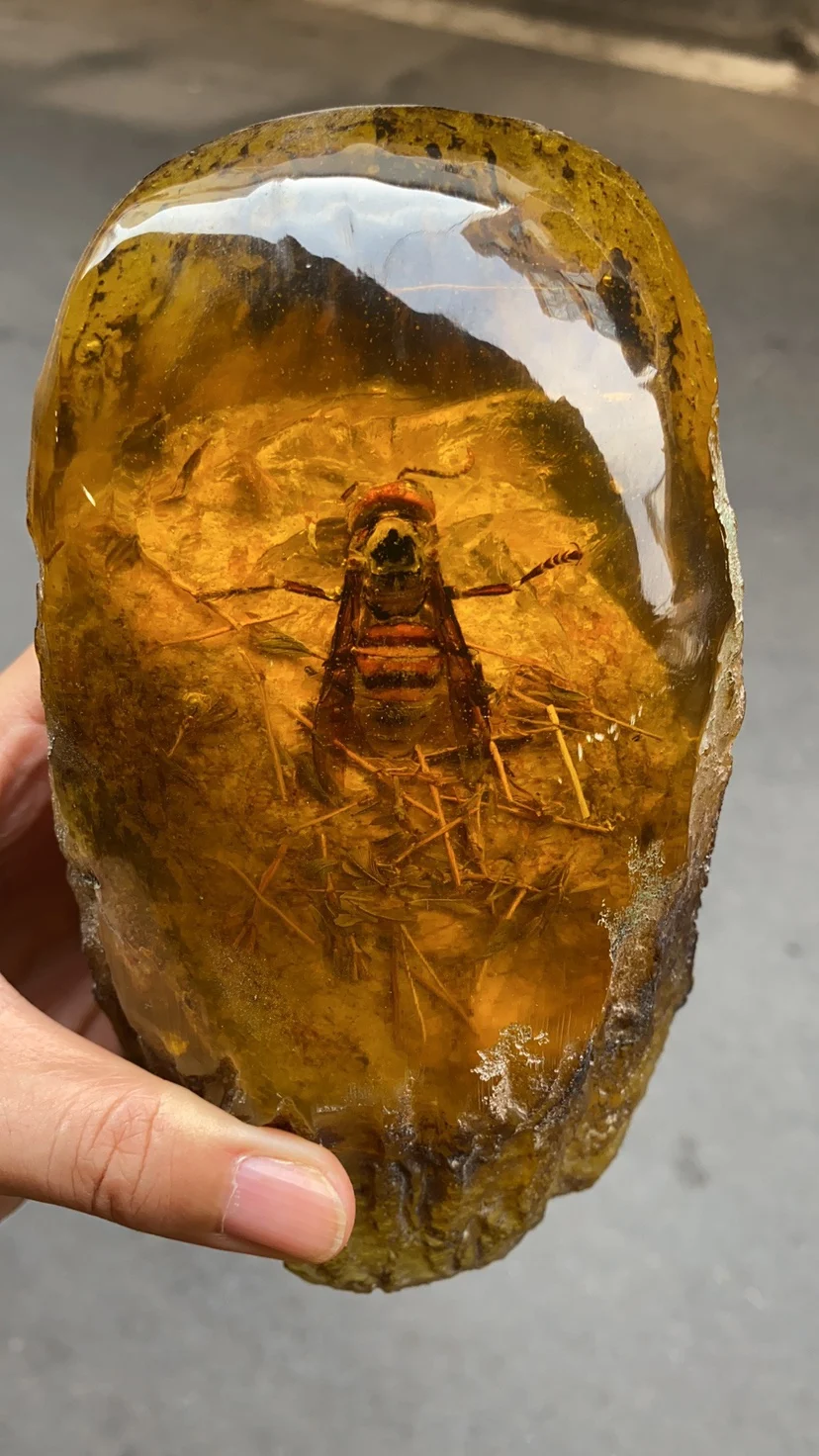 

Large amber rough stone real insect specimen scorpion crab butterfly insect perme crafts living room 14 cm