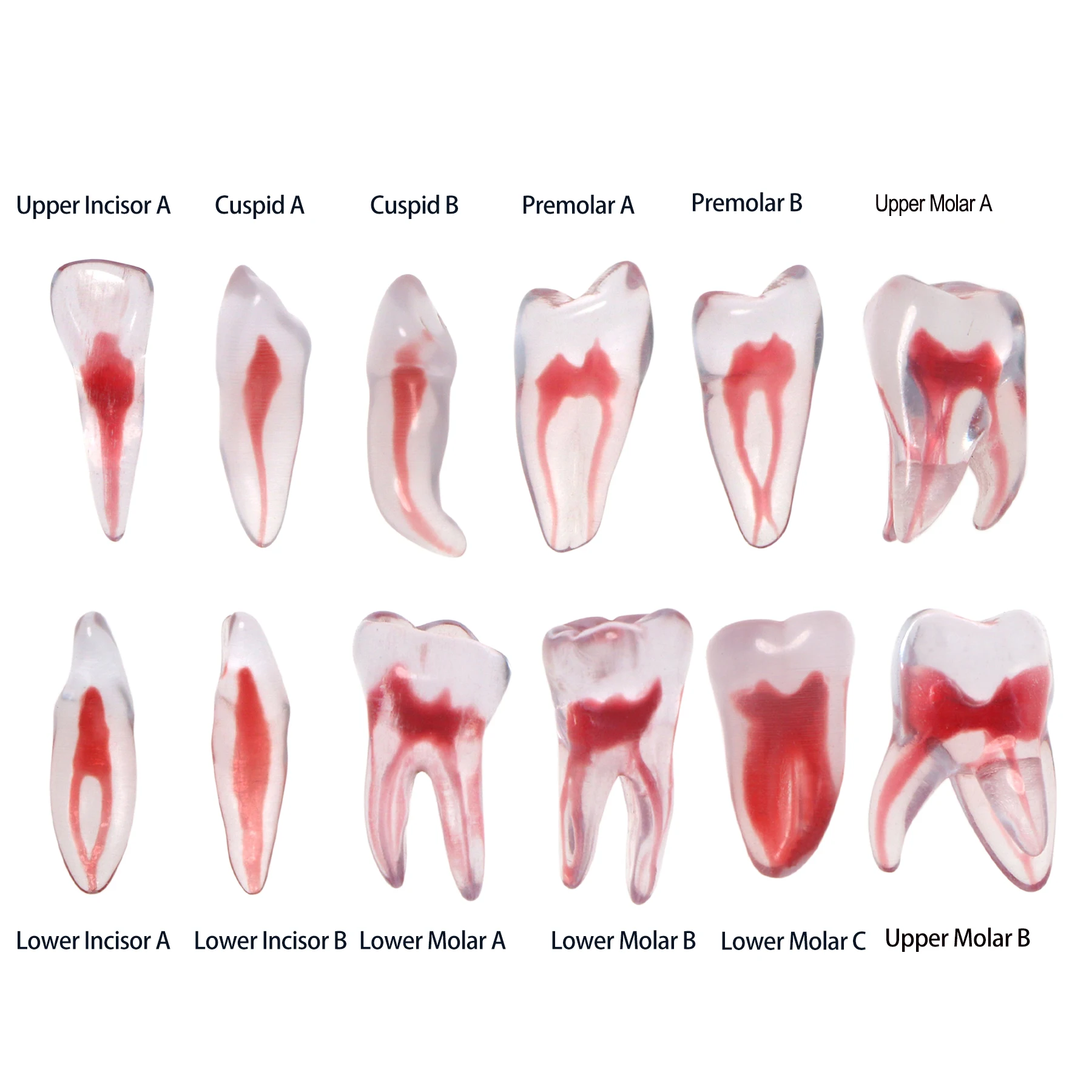 Dental Training 3D RCT Endo Tooth Model Practice Model Curved Root Resin Teeth 1:1 Endodontic Education Cavity