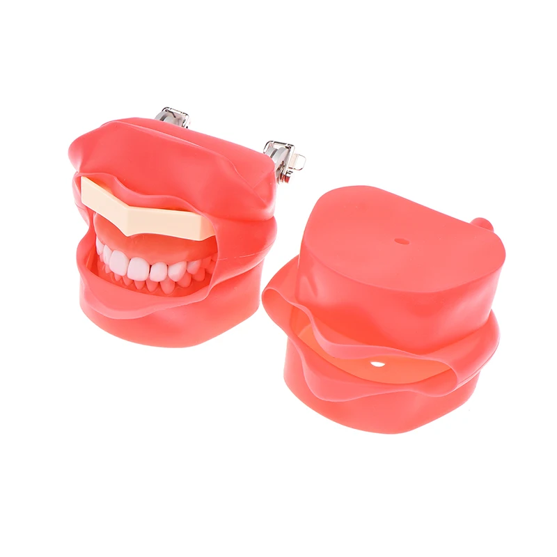 Model Teeth Teaching With Removable 32pcs Tooth And Rubber Simulation Cheek Dental Teaching Model Fit Kilgore