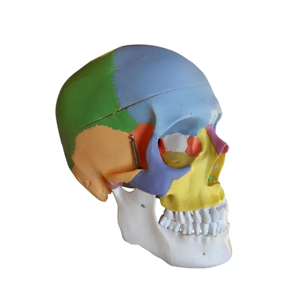 19X15X21cm Anatomical human color skull model 3 parts 1:1 anatomical medical teaching skeleton