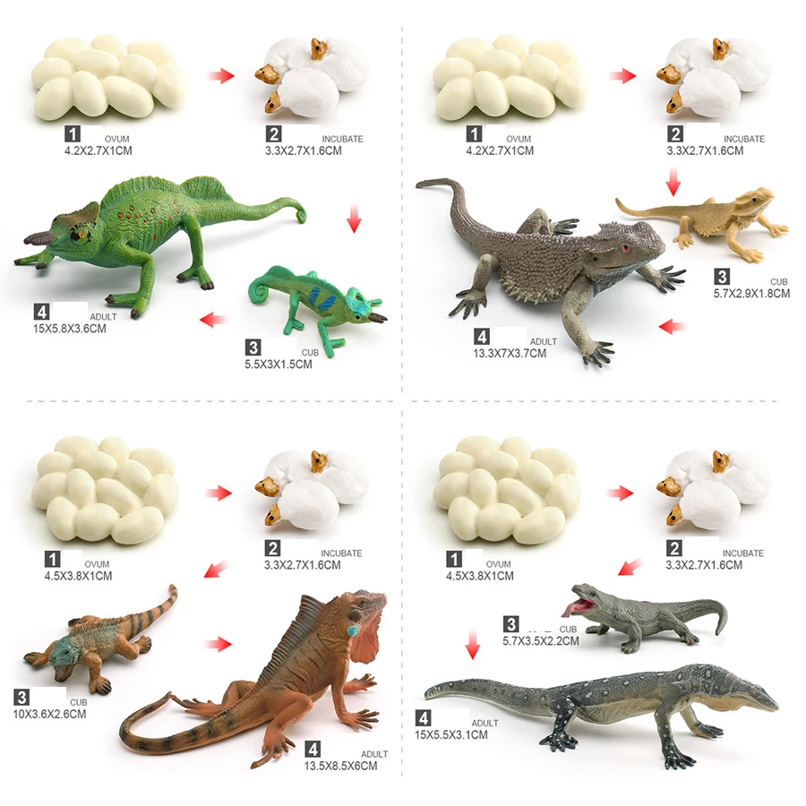 محاكاة الحرباء التنين الملتحي رصد السحلية Iguana دورة نمو الحياة الزواحف نماذج للحيوانات أرقام ألعاب تعليمية